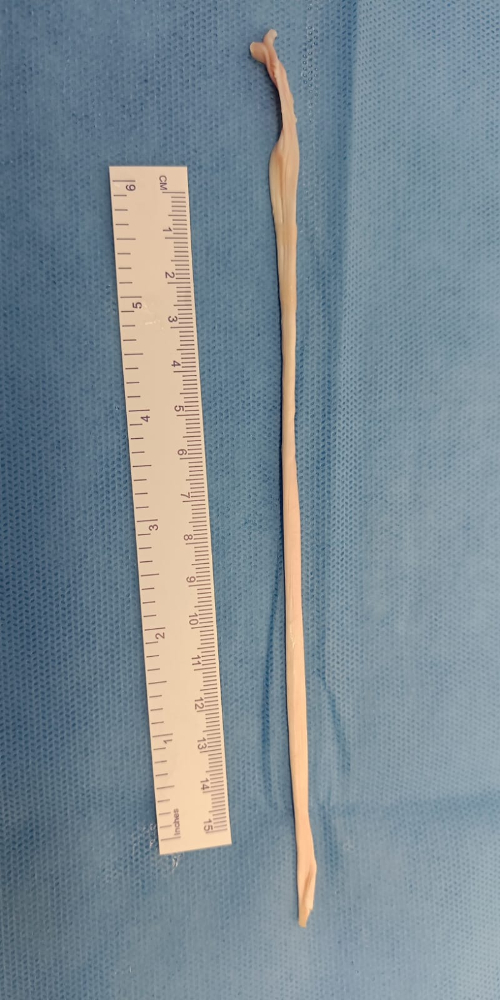 Tendon - TN178 (18x0.5cm)